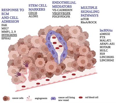 An Update on Molecular Pathways Regulating Vasculogenic Mimicry in Human Osteosarcoma and Their Role in Canine Oncology